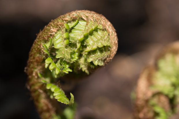 new leaves garden nature fern summer wallpaper.