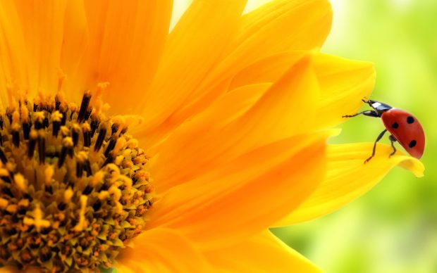 sunflower wallpaper hd For Desktop Wallpaper.