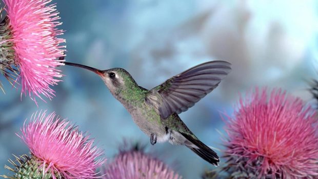 1920 x1080 Hummingbird Wallpaper.