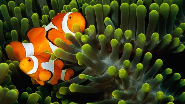 2 ClownFish Coral Blue Backgrounds.