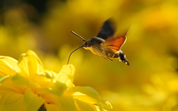 2560x1600 Hummingbird Image.