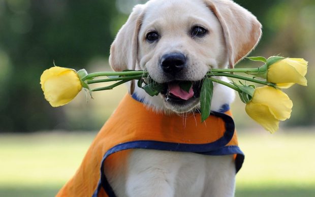 A Dog with yellow rose photo.