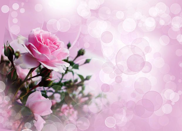 Abstract Pink Rose Hd Pics Full For Pc.