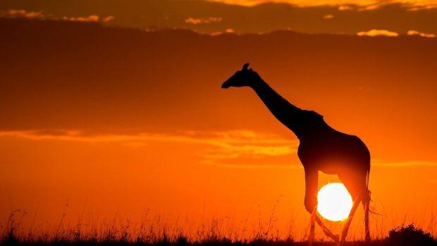 Africa Sunset Wallpapers HD.