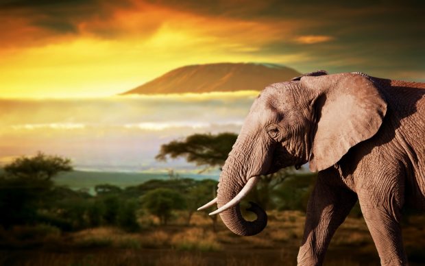 African Elephant Wallpapers 1920x1200.