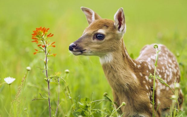 Animal Baby Deer Desktop Background HD 28789.