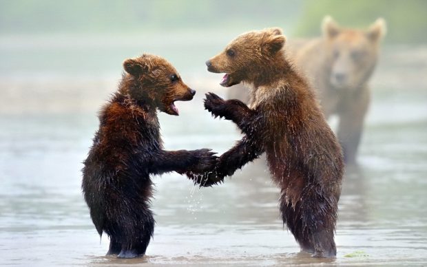 Animal Wallpapers Bear Baby Cute.