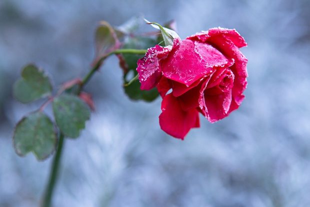 Awesome Winter Rose Flowers Wallpaper HD.