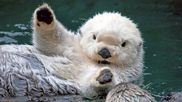 Sea Ocean Otter Pictures Of Cute Baby Animal.