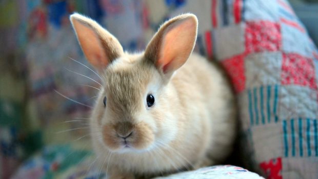 Bunny Rabbit Easter Fluffy Baby Animals Hd Images.
