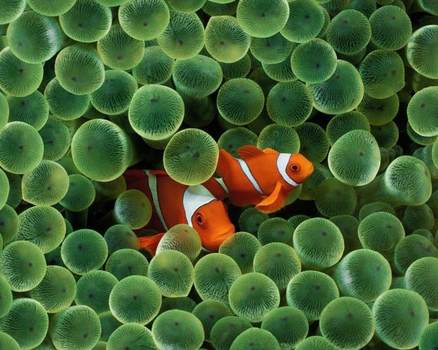 Ball Coral Clown Fish Animal.