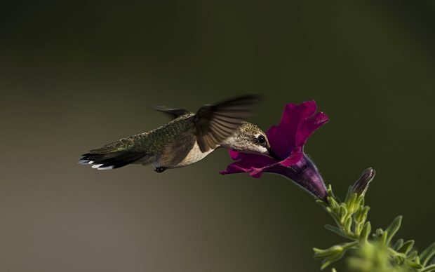 Beautiful Hummingbird Desktop Image.