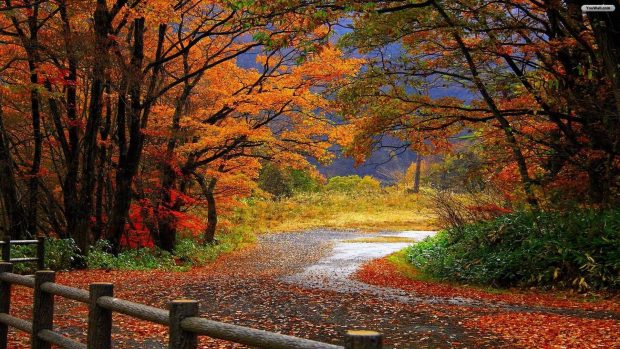 Beautiful Fall Scenery Wallpaper.