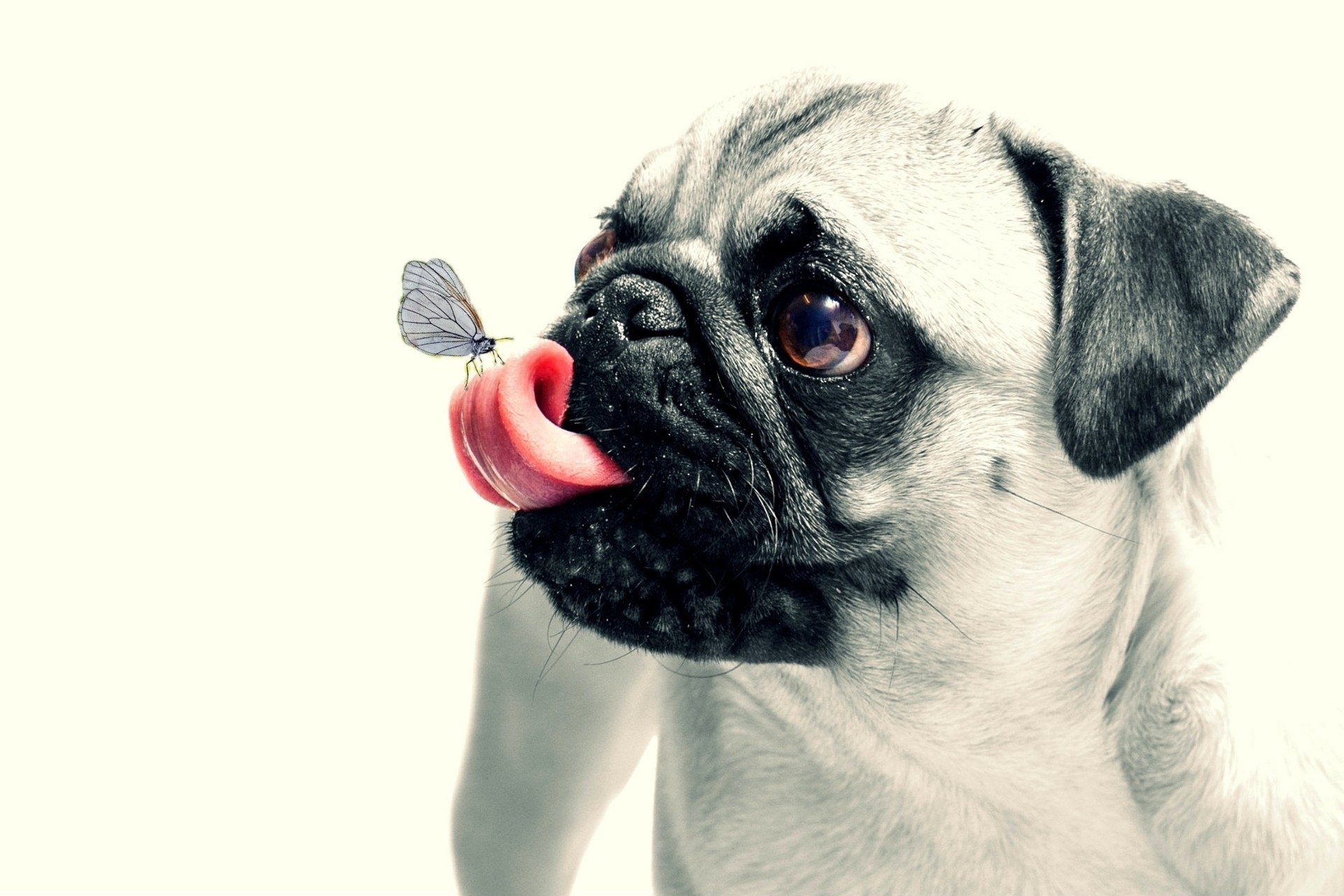 Funny Dog Wallpapers HD 