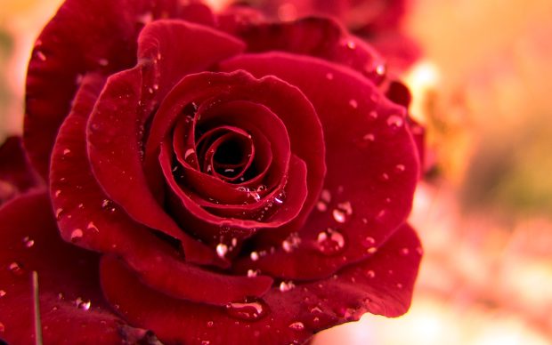 Beautiful Red Rose Images.