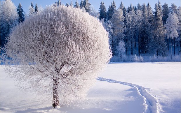 Beautiful Winter Desktop Background.