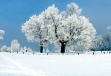 Winter landscape with snow-covered trees and a clear blue sky.