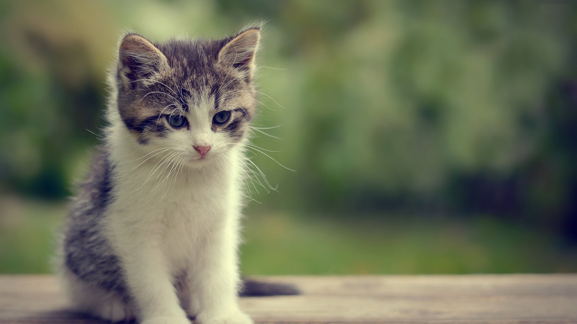 Cute cat HD wallpapers  Pxfuel