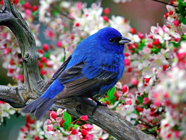 Birds and Blooms Background HD.