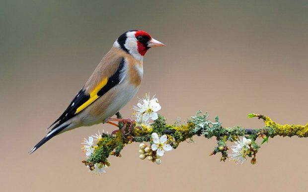 Birds and Blooms HD Background.