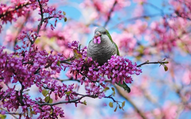 Birds and Blooms Widescreen Wallpaper.