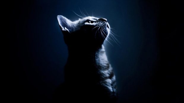 Black Cat wallpapers.