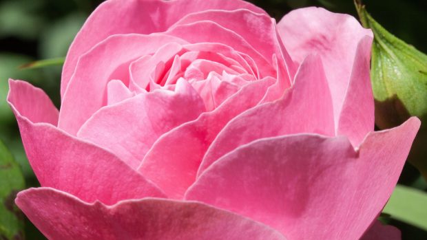 Blossom Pink Rose.