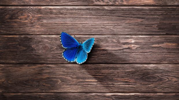 Blue Butterfly Wallpapers HD.