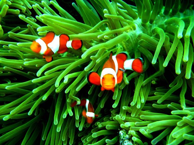 Blue Coral Clown Fish.