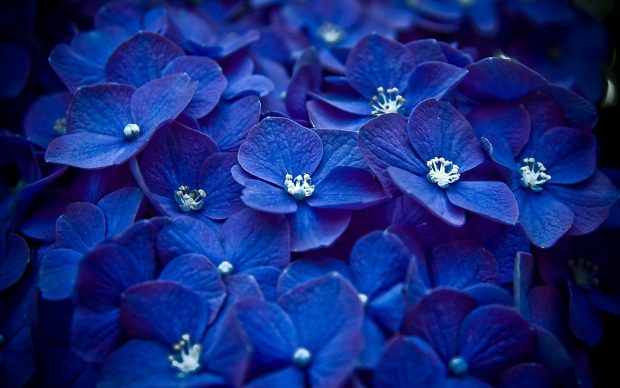 Blue Flowers Wallpapers.