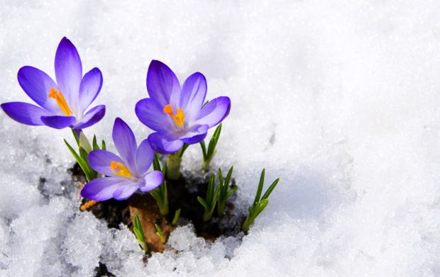 Blue Winter Flowers Wallpaper HD.