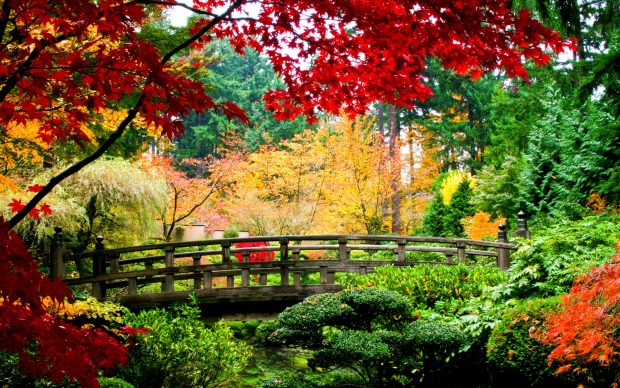 Bridge Garden Backgrounds.