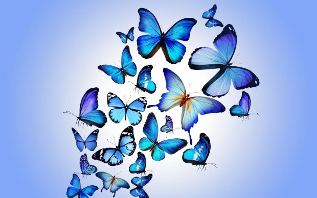 Butterfly Backgrounds For Desktop.