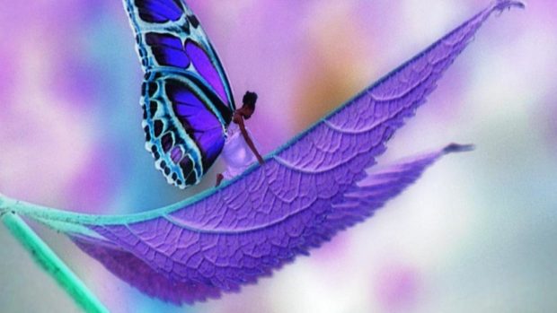 Butterfly Backgrounds Free Download.