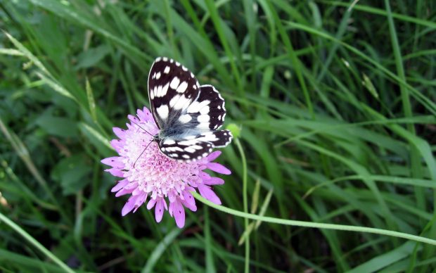 Butterfly Flower Wallpapers Wide Full.