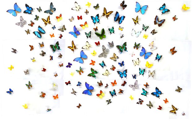 Butterfly Wallpapers Hd Resolution For Desktop.