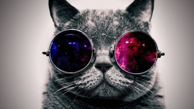 Cat Face Glasses Thick 1920x1080.