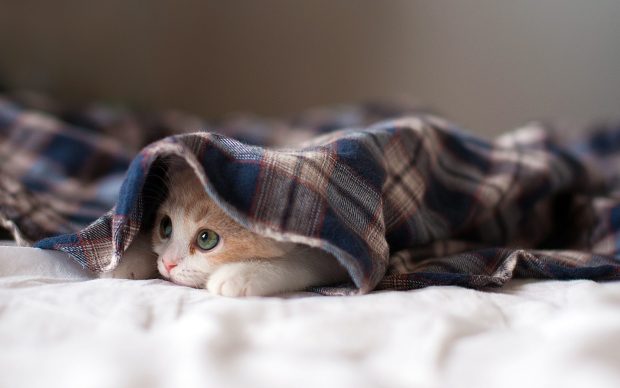 Cat Wallpaper HD Download.