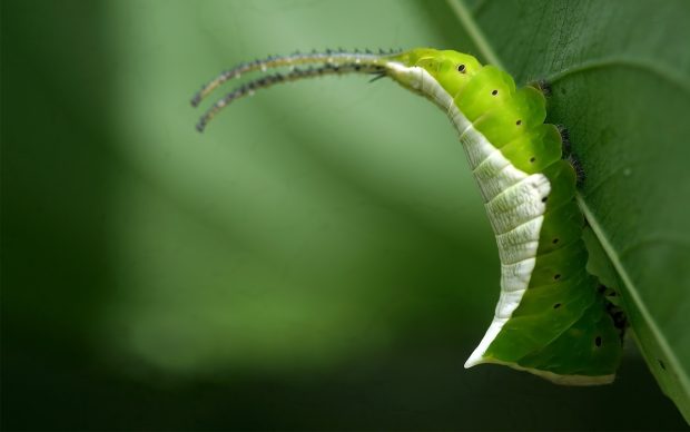 Caterpillar Animal Wallpapers.