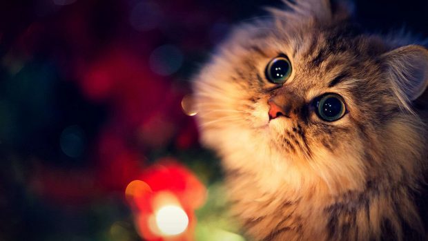 Christmas Cat Wallpapers 1920x1080.