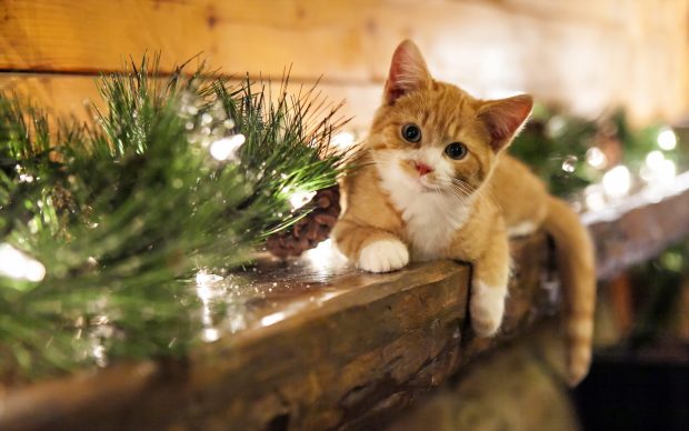 Christmas Cat Wallpapers.