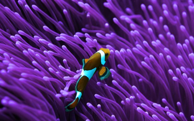 Clown Fish and Anemone.