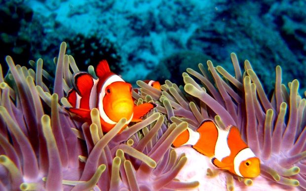 ClownFish Couple Image.