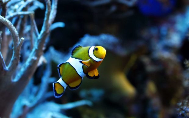 ClownFish Swimming Sea.