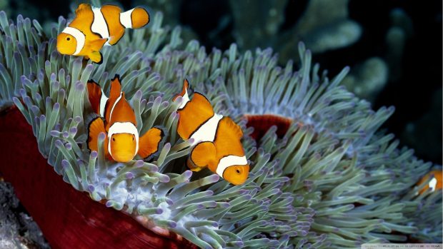 Clown fish wallpaper 1920x1080.