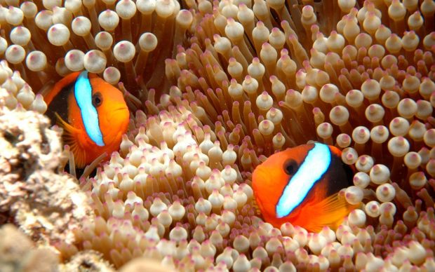 Clown fish pair hiding wallpaper 1280x800.