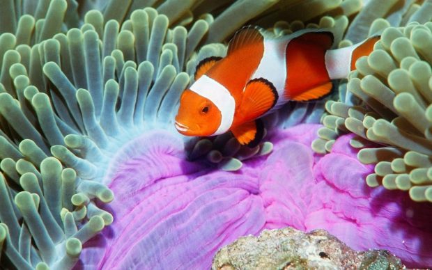 Clownfish wallpapers underwater sea.