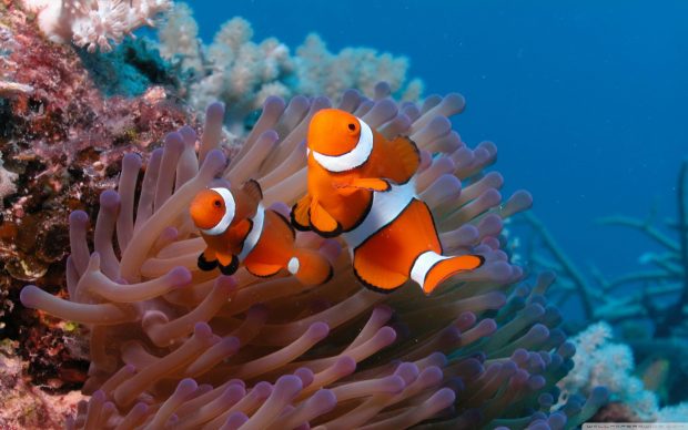 Clownfish and sea anemone wallpaper 2560x1600.