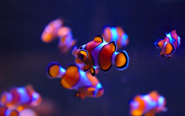 Colorful clown fish wallpaper.