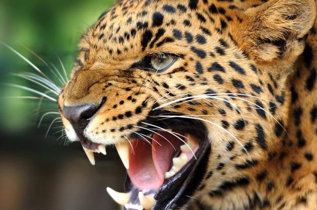 Cool Wild Animal Android For Desktop Wallpapers.